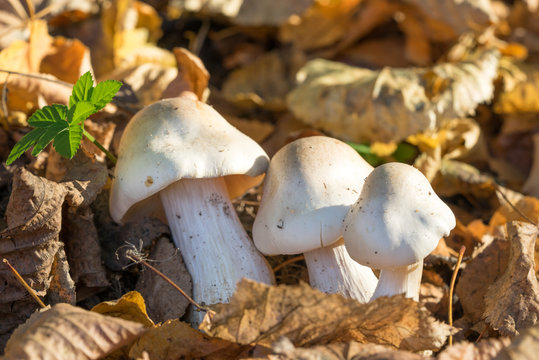 group of toxic mushrooms in a fall yellow leaves