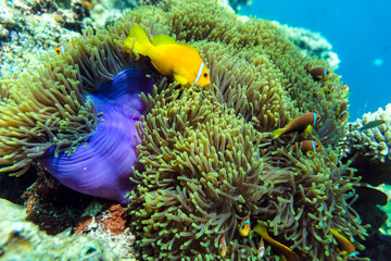 Tropical fish and coral in Maldives