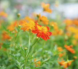 yellow cosmos flower head on the outdoor