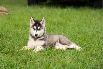 Siberian in green grass
