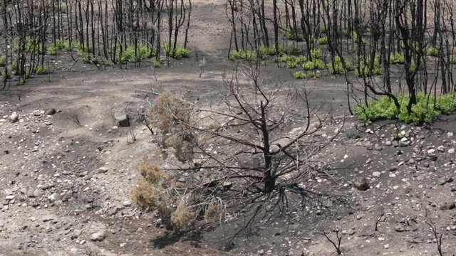Fire dead burned cedar new growth oak brush tree P HD 2462