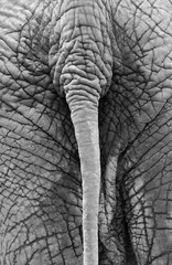 Rear view of wrinkled backside and tail of an old African elephant