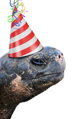 Old tortoise party animal wearing a red and white striped birthday hat
