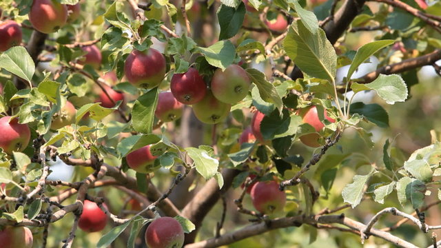 Red apples on tree P HD 2056