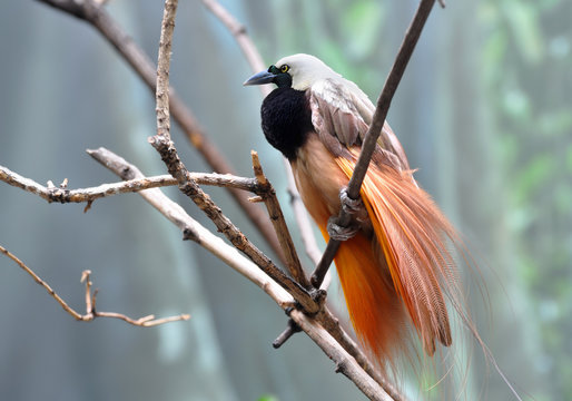Greater bird-of-paradise male displaying beautiful plumage
