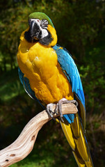 Beautiful Blue and Yellow Macaw