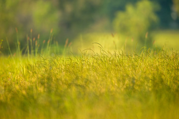 The golden grass of the field.
