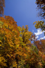 Fototapeta premium 紅葉と青空