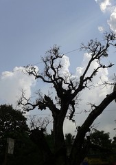 The dead tree under the sky