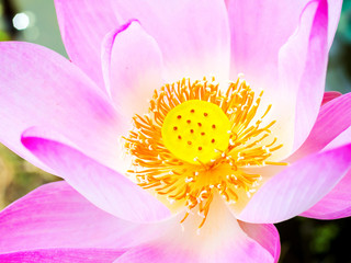 close up shot on head of lotus flower