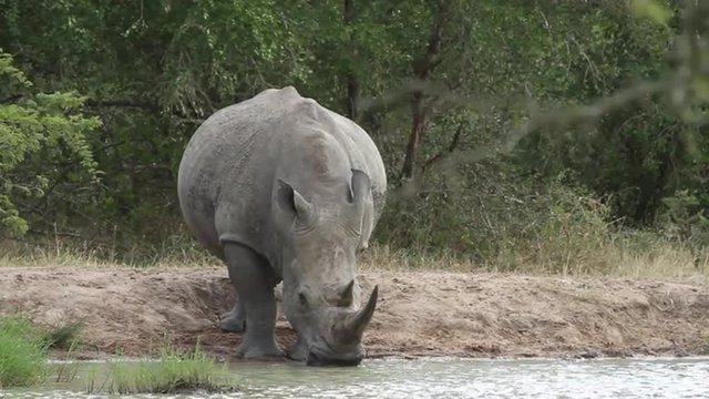 White rhino drinking from the river in the African wild.
