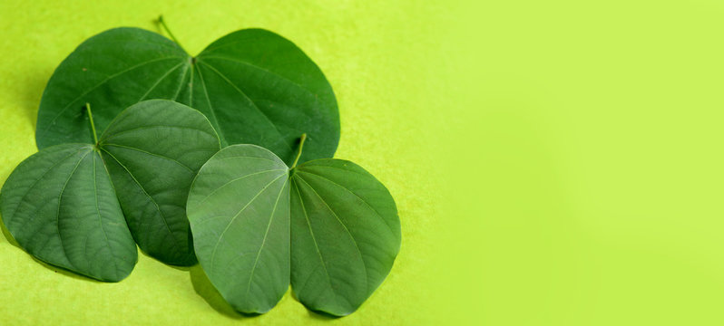 Indian Festival Dussehra, showing golden leaf on green background. Greeting card.