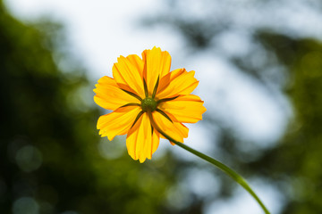 Yellow Cosmos flower
