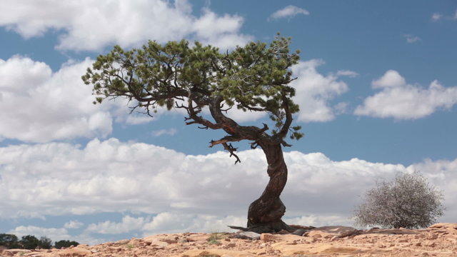 Desert mountain lone cedar tree in wind fast timelapse HD 9912