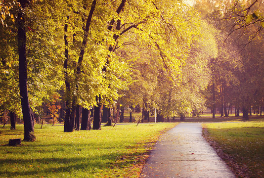 Autumn Lane In The City Park