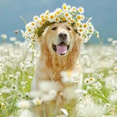 Tuinposter Hond Mooie hond met bos
