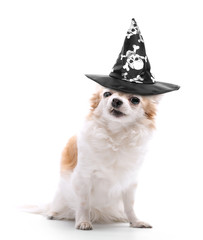 angry chihuahua dog  dressed in evil wizard black hat on white 
