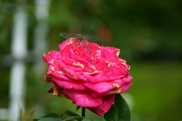 バラに止まる赤とんぼ