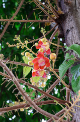 Sala' s Buddhism flower or Cannonball flower.