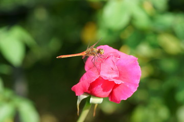 バラに止まる赤とんぼ