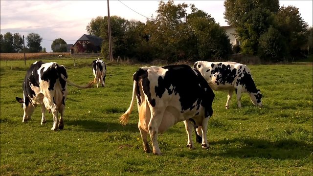 Troupeau de vaches en p&acirc;ture