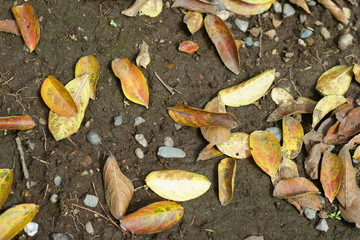 落ち葉