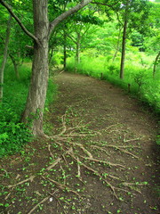初夏の林の中の道