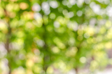 Fototapeta premium atmosphere green and yellow blur background with bokeh in noon