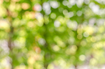 Obraz premium atmosphere green and yellow blur background with bokeh in noon