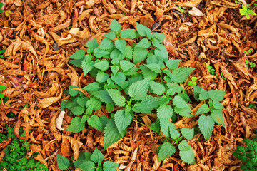 Urtica