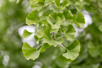 雨上がりの新緑