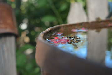 There is a wasp in a barrel with water