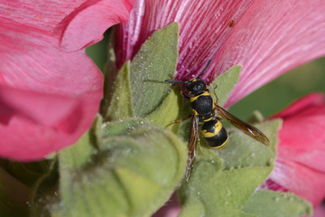There is a wasp on the flower hibiscus