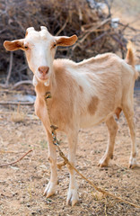 Portrait of goat in national park.