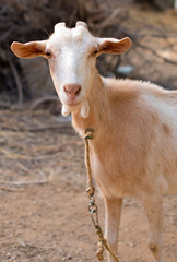 Portrait of goat in national park.