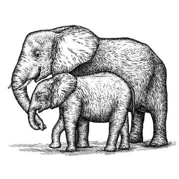 engrave elephant illustration