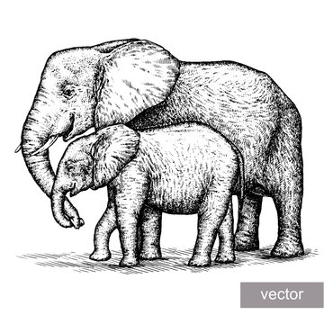 engrave elephant illustration