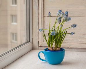 Blue muscari in blue cup