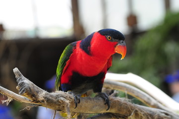 Black-capped Lorikeet Bird