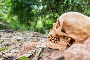 skull or skeleton of human