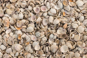 clam shells lying on beach