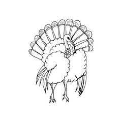 hand draw a turkey in the style of the sketch for the decoration