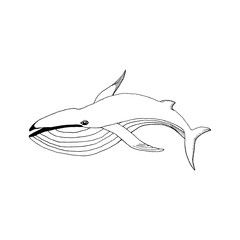 hand draw a whale in the style of the sketch to design cards