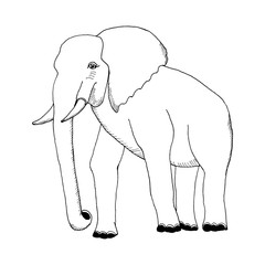 hand draw an elephant in the style of the sketch to design cards