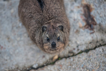rock hyrax