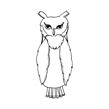 hand draw an owl in the style of the sketch to design cards