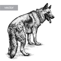 engrave dog illustration 