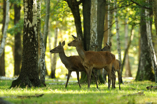 cerf