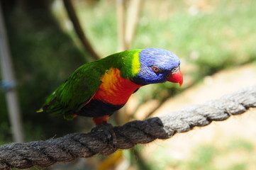 The Rainbow Lorikeet 