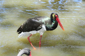 The Black Stork standing in the wated